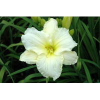 daylilies: FREEDOM DOVE