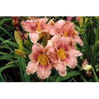 daylilies: CATTLEYA FRILLS