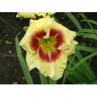 daylilies: CLOWN CHARM