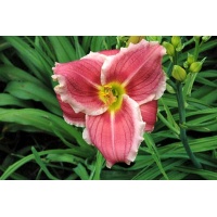 daylilies: RASPBERRY SWIRL