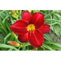 daylilies: CHICAGO RUBY