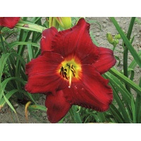 daylilies: CRIMSON SHADOWS