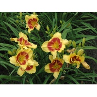 daylilies: NEW CLOWN FACE