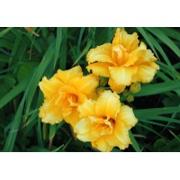 daylilies: CONDILLA