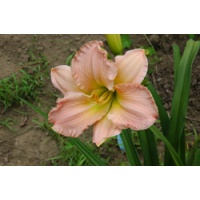daylilies: PINK CORDUROY