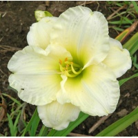 daylilies: BIG SNOW BIRD