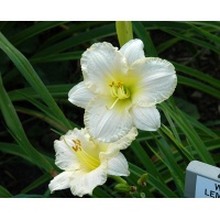 daylilies: WHITE LEMONADE