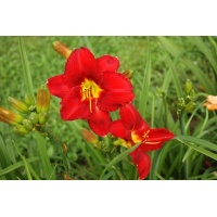 daylilies: CHICAGO ATLAS type