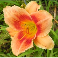 daylilies: AVANTE GUARD