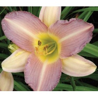 daylilies: PURPLE HAZE