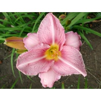 daylilies: CHICAGO ORCHID