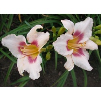 daylilies: CHICAGO PICOTEE PRIDE
