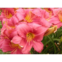 daylilies: CHICAGO PRINCESS