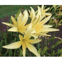 daylilies: H. citrina spider type (VT)