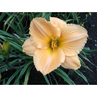 daylilies: CHORAL ANGEL