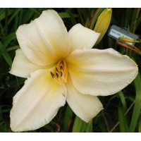 daylilies: RACHEL'S HOPE