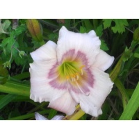 daylilies: ELFIN EYES