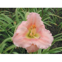 daylilies: CHORUS LINE KID
