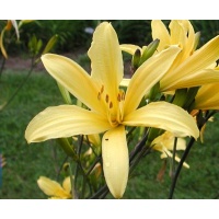 daylilies: UP 9-7-03 (VT)