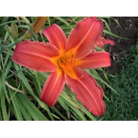 daylilies: CHRISTMAS RED (VT)