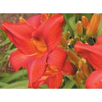 daylilies: COCK ROBIN