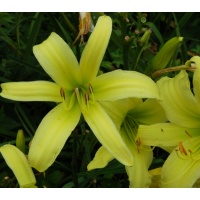 daylilies: FELICITY