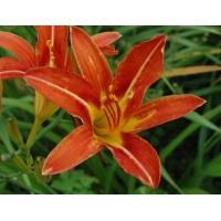 daylilies: POINSETTIA