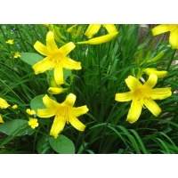 daylilies: MIGNON