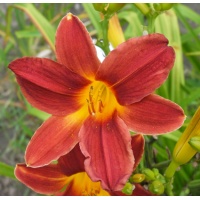 daylilies: RASPBERRY DOUBLET
