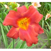 daylilies: OUTBACK JACK