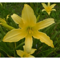 daylilies: SEPTEMBER WINNER