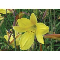 daylilies: CORKY