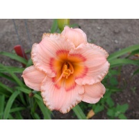 daylilies: COVENTRY COUNTESS