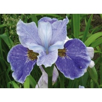 daylilies: Iris siberica SHIPS ARE SAILING