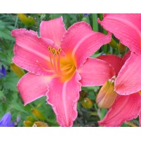 daylilies: CRESCENDO (VT)