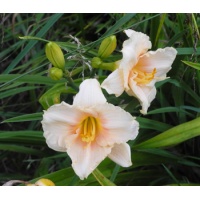 daylilies: SILOAM CLASSIC type