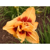 daylilies: DOUBLE BOLD ONE