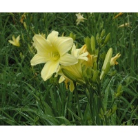 daylilies: 12-05 (VT)
