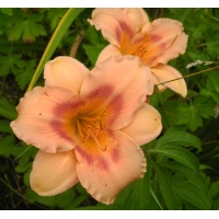 daylilies: OLALLIE MADELINE ANN (6-05)