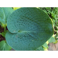 daylilies: Hosta Big Daddy