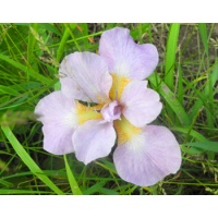 daylilies: Iris siberica SHIRASHAGI