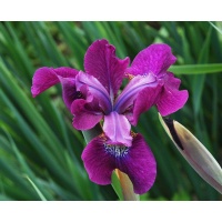 daylilies: Iris siberica MAGENTA MOMENT