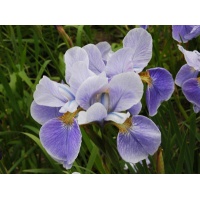 daylilies: Iris siberica CHINA SPRING