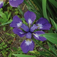 daylilies: Iris siberica BABY SISTER
