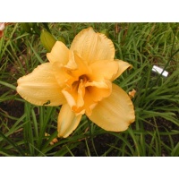 daylilies: DOUBLE DAFFODIL