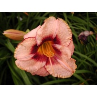 daylilies: DARING DILEMMA
