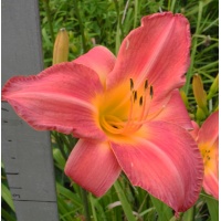 daylilies: OLALLIE EVELYN'S POLKA (30-05)