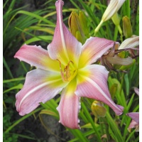 daylilies: 70-07