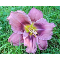 daylilies: 14-05