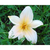 daylilies: 8-07 (VT)